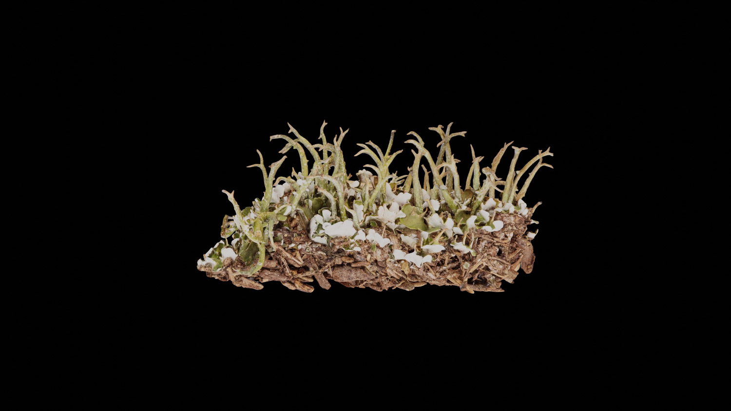 Cladonia furcata